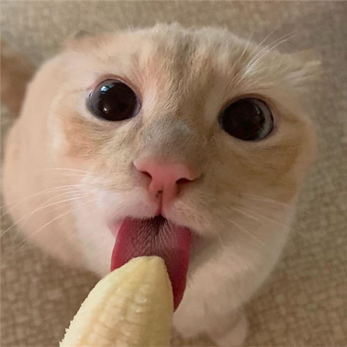 搞笑萌宠 爱吃香蕉的猫咪 是真滴可爱！