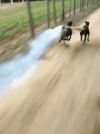 搞笑动物GIF动图：开挂的狗果然是非常的猛
