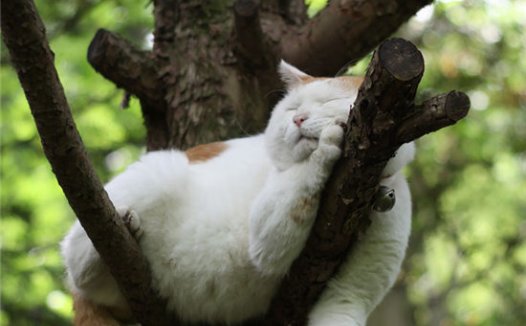 猫咪（喵星人）又到树上睡觉觉了，可太萌了吧